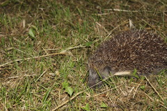 Erinaceus roumanicus