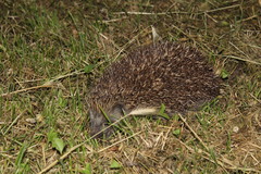 Erinaceus roumanicus