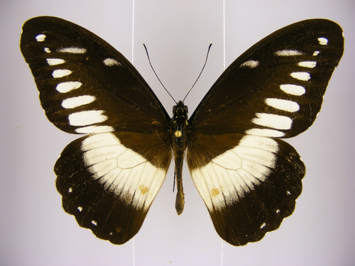 White-banded Swallowtail