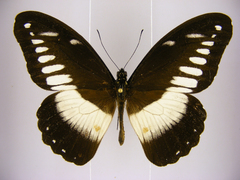 Papilio echerioides joiceyi