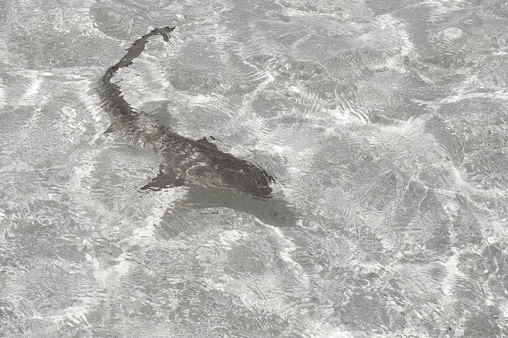 Photo of Lemon shark (Negaprion brevirostris)