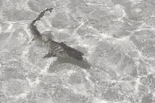 Lemon shark photographed at Monroe County, US-FL, US