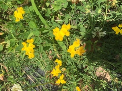 Lotus corniculatus