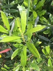 Lonicera involucrata