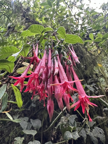 Fuchsia hirtella, photograph 2