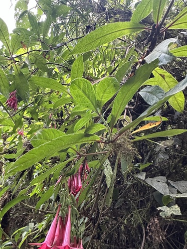 Fuchsia hirtella, photograph 3