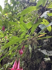 Fuchsia hirtella, photograph (c) Nicolás Baresch Uribe, some rights reserved (CC BY)