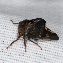 Telamona monticola
