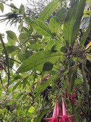 Fuchsia hirtella, photograph (c) Nicolás Baresch Uribe, some rights reserved (CC BY)