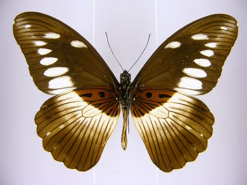 White-banded Swallowtail