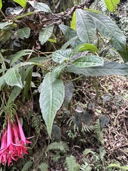 Fuchsia hirtella, photograph (c) Nicolás Baresch Uribe, some rights reserved (CC BY)