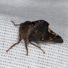 Telamona monticola