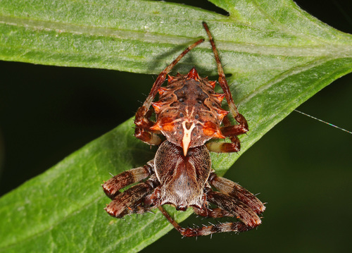 Starbellied Orbweaver photo 6