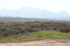 Polhillia obsoleta