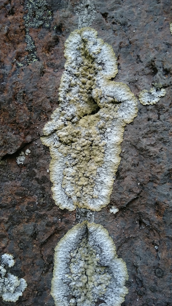 Lepraria membranacea