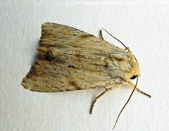 Apamea lithoxylaea