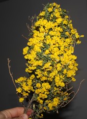 Polhillia obsoleta