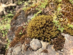 Ptychomitrium polyphyllum