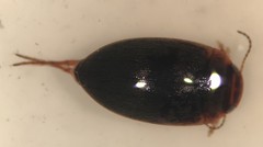 Hydroporus rufilabris