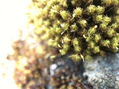 Ptychomitrium polyphyllum