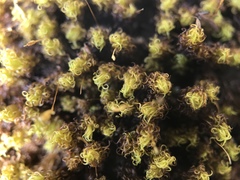 Ptychomitrium polyphyllum