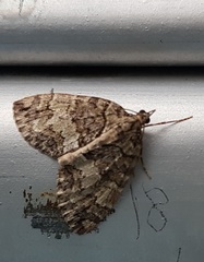 Hydriomena transfigurata