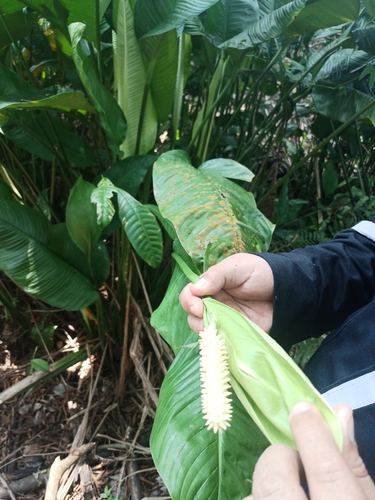 Spathiphyllum friedrichsthalii (Spathiphyllum friedrichsthalii)