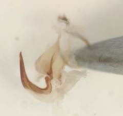 Hydroporus rufilabris