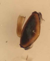Hydroporus rufilabris