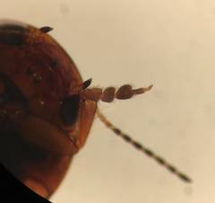 Hydroporus rufilabris