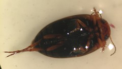 Hydroporus rufilabris