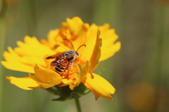 Epinomia