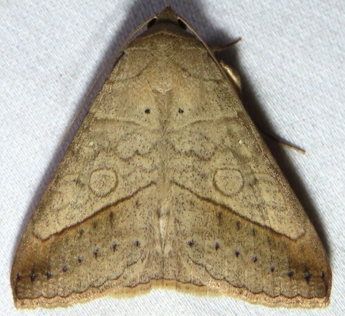 Yellow Mocis Moth photo 4