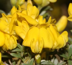 Polhillia obsoleta