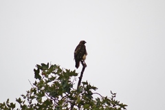 Buteo jamaicensis