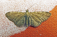 Eupithecia tenuiata