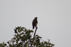 Buteo jamaicensis