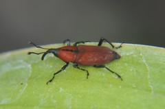 Rhodobaenus sanguineus