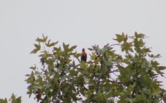Turdus migratorius