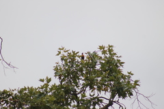 Turdus migratorius