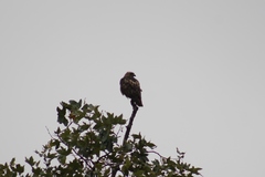 Buteo jamaicensis