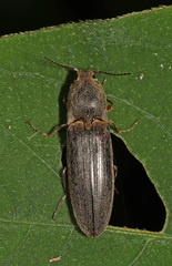 Gambrinus griseus