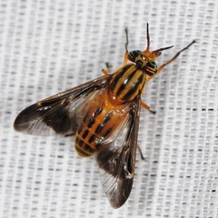Chrysops vittatus