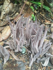 Alloclavaria