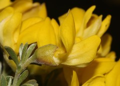 Polhillia obsoleta