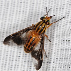 Chrysops vittatus