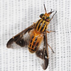 Chrysops vittatus