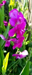 Lathyrus