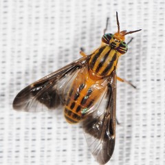Chrysops vittatus