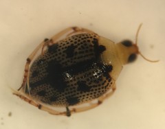 Peltodytes dunavani
